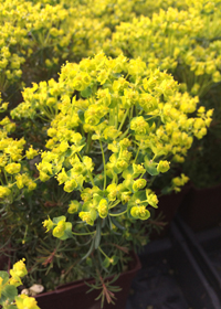 Euphorbia cyparissias 'Fen's Ruby'